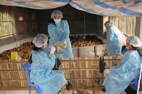 Hà Nội: Tổ chức 2 đợt tiêm phòng đại trà, kiểm soát dịch bệnh chăn nuôi
