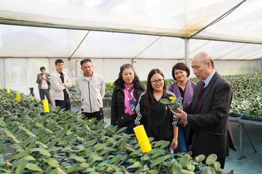 Trồng hoa thúc đẩy phát triển nông nghiệp đô thị ở xã Đan Phượng
