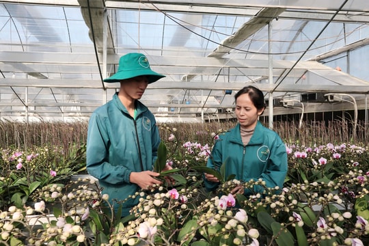 Hợp tác xã nông nghiệp gắn với phát triển chuỗi liên kết: Gỡ điểm nghẽn, mở đường cho giai đoạn phát triển mới