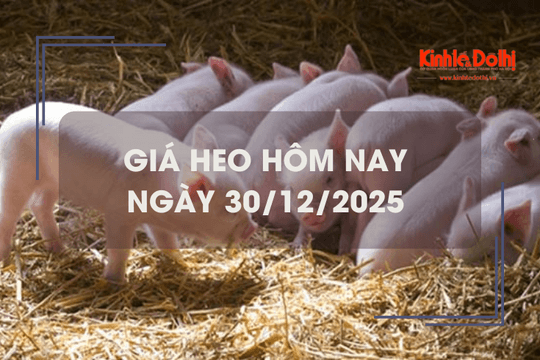 Giá heo hôm nay 30/12: tăng giảm trái chiều