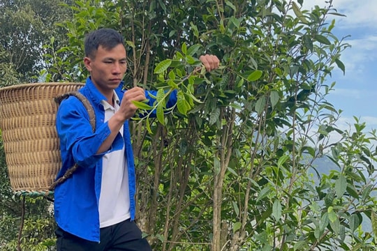 “Đánh thức” tài nguyên bản địa bằng khát vọng của người trẻ Bài 3: Chàng trai dân tộc Dao nâng tầm giá trị chè Shan tuyết