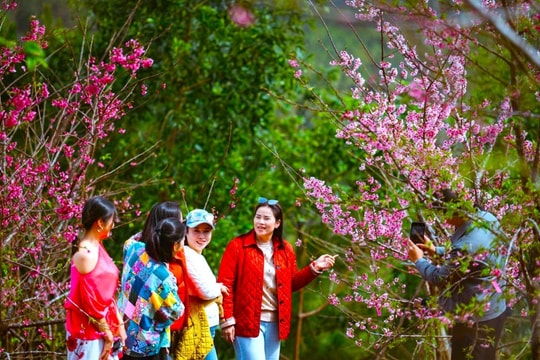 Quảng Ngãi: Du khách tăng mạnh trong kỳ nghỉ Tết Dương lịch