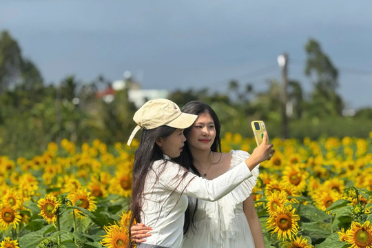 “Cơn sốt” check-in ảnh đẹp vườn hướng dương những ngày đầu năm mới ở Quảng Ngãi