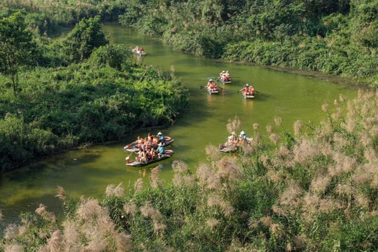 Ninh Bình rực rỡ mùa hoa lau cuối đông