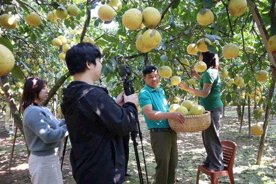 Thơm ngọt mùa bưởi vàng Liên Minh