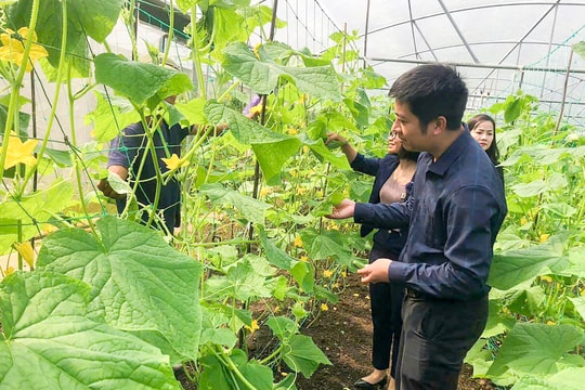 Nhiều thách thức trong phát triển nông nghiệp hữu cơ
