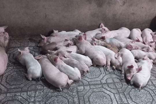 Lào Cai: tăng cường kiểm soát giết mổ, bảo đảm an toàn thực phẩm phục vụ Tết 2026