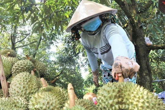 Năm 2026, thí điểm truy xuất nguồn gốc nông sản với quả sầu riêng