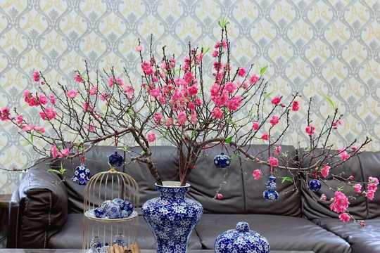 Bí kíp chọn cây cảnh phong thủy dịp Tết giúp "đổi vận", rước lộc vào nhà