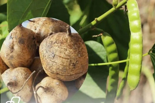 Khẩn trương điều tra, xử lý vụ nghi ngờ ngộ độc do ăn hạt củ đậu tại tỉnh Ninh Bình