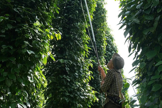 Giá tiêu hôm nay 10/1/2026: Việt Nam nhập khẩu hạt tiêu Brazil tăng gấp đôi