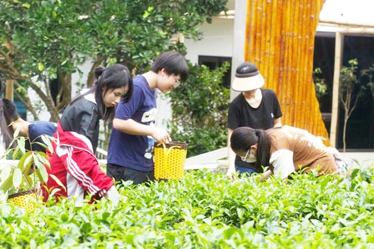 Yên Bài gắn nông nghiệp sinh thái với du lịch trải nghiệm