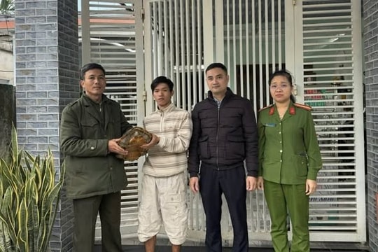Đà Nẵng đưa cá thể rùa quý hiếm nặng gần 7kg về tự nhiên