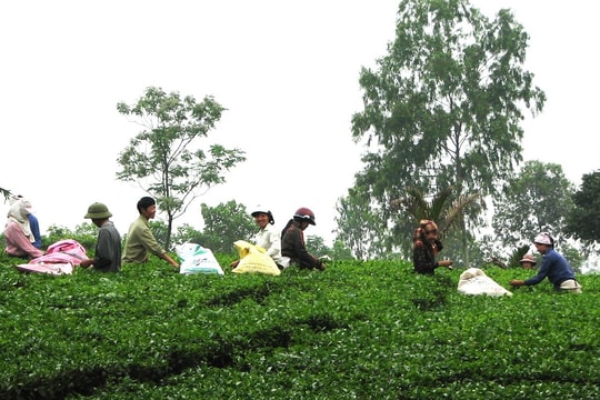 Hà Nội có 6 thôn vùng đồng bào dân tộc thiểu số và miền núi