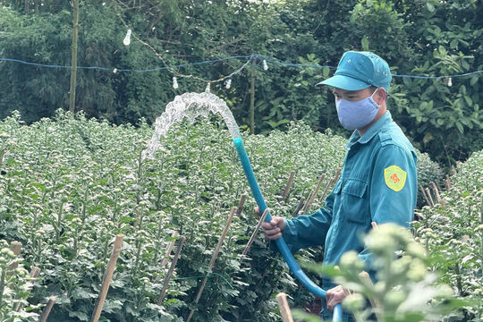 Quảng Ngãi: hoa cúc Nghĩa Hiệp chưng Tết đã “cháy hàng” từ sớm