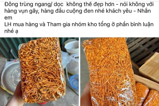 Cẩn thận với đông trùng hạ thảo giá rẻ “3 không”