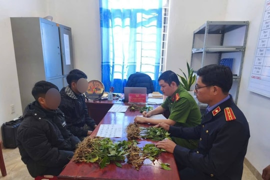 Đà Nẵng Triệt phá nhóm đối tượng chuyên trộm sâm Ngọc Linh