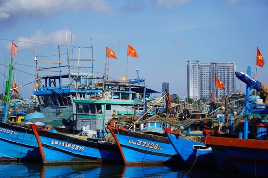 Đà Nẵng: Số hóa minh bạch nghề cá để phát triển bền vững