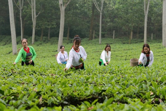 Xuất khẩu nông sản Hà Nội: Chất lượng - sinh thái - con đường hội nhập bền vững