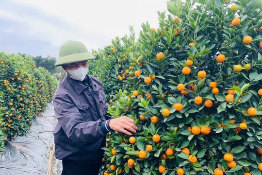 Từ vườn quất óng vàng đến hoa, cây cảnh tạo thế: Nhịp Tết sớm ở Hưng Yên
