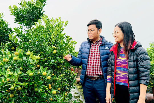 Đào, quất xã Nam Phù chuẩn bị vào xuân