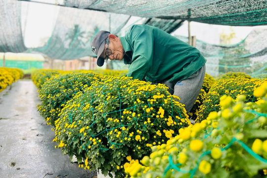 Làng hoa hơn 20 năm tuổi ở Đà Nẵng tất bật trước Tết