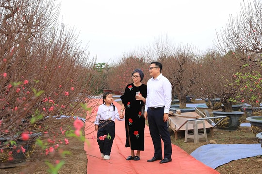 Sắc xuân trên làng đào Nhật Tân