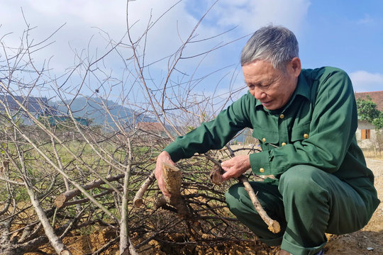 Hà Tĩnh: hiu hắt làng hoa đào dưới chân Ngàn Hống
