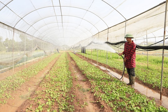 Quỹ đất nông nghiệp Hà Nội ngày càng giảm: Từng bước xác lập hướng đi mới