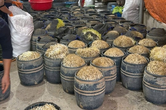 Phát hiện gần 3 tấn giá đỗ ngậm chất cấm
