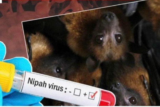 Cảnh giác với dịch bệnh do vi rút Nipah trong dịp Tết Nguyên đán và mùa lễ hội đầu năm