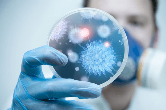 Bộ Y tế Việt Nam hỏa tốc yêu cầu siết chặt phòng, chống dịch virus Nipah