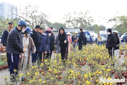 Hà Nội tổ chức chợ hoa xuân Tết Nguyên đán Bính Ngọ năm 2026