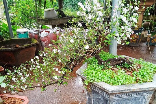 Tinh khôi mai trắng Suối Hai