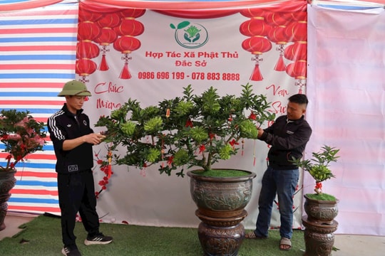 Phật thủ bonsai Đắc Sở Tết Bính Ngọ “cháy hàng” từ vườn