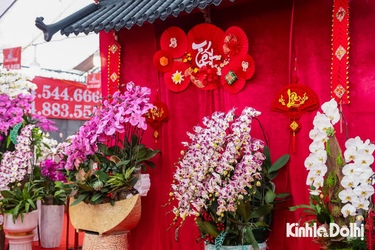 Lan hồ điệp “nhuộm” sắc phố Hà Nội ngày cận Tết