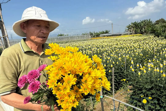 Mùa cúc vàng bên sông Trà Bồng