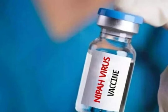 Nhật Bản thử nghiệm lâm sàng vaccine ngừa virus Nipah