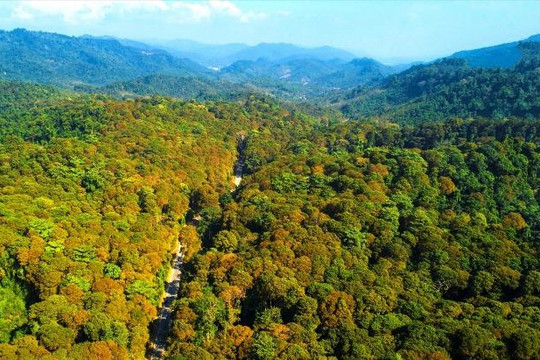 Dự án RECAF: Hơn 100 triệu USD cải thiện sinh kế và bảo vệ rừng Tây Nguyên, Nam Trung Bộ