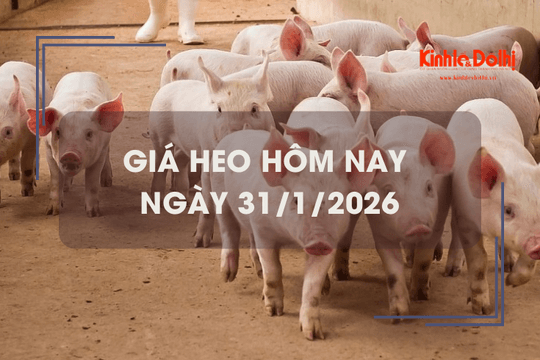 Giá heo hôm nay 31/1: tăng giảm trái chiều