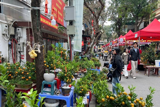 Chợ hoa Hàng Lược: Điểm hẹn Tết giữa lòng phố cổ