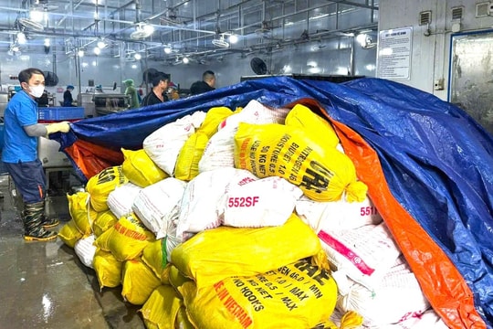 Xã Nam Phù thông tin về vụ thu giữ hơn 60 tấn lòng lợn cấp đông nhiều tháng