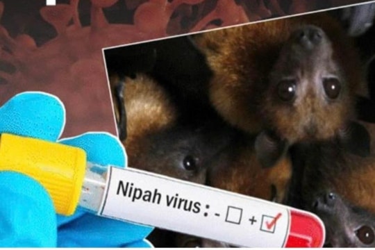 Hà Nội: Tăng cường phòng, chống dịch bệnh do vi rút Nipah
