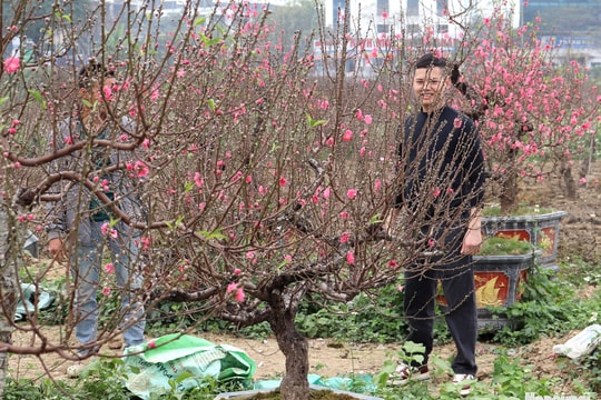 Vườn đào vào vụ Tết