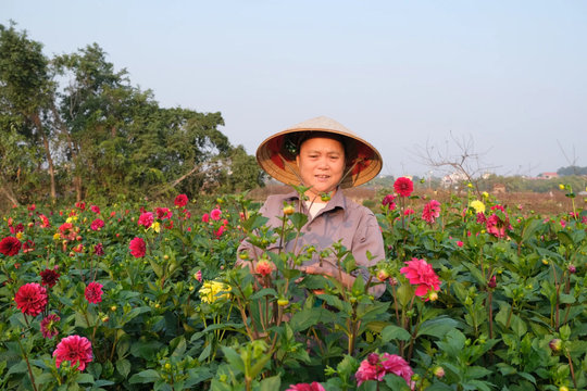 Phú Thọ: làng hoa Tiền Châu nhộn nhịp vào vụ Tết