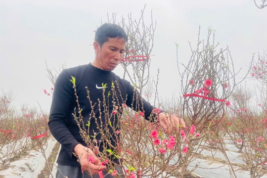 Người mở lối đưa đào Nhật Tân về đất Ô Diên