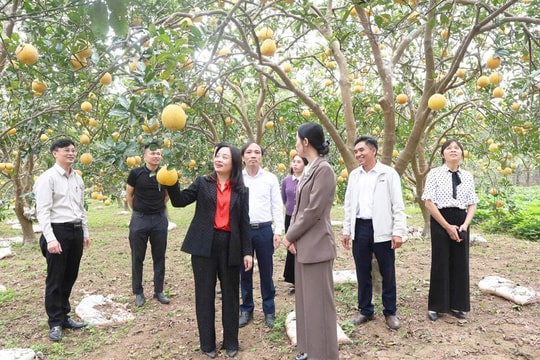 Vân Đình phát triển nông nghiệp gắn với du lịch sinh thái