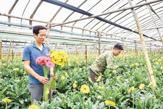 Sắc xuân trên những miền quê đổi mới