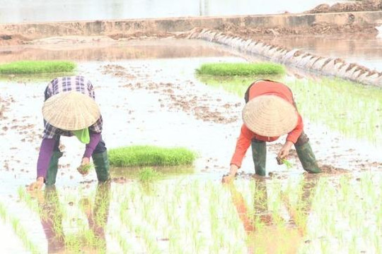 Nông dân Phúc Lộc hăng hái xuống đồng cấy lúa vụ xuân 2026