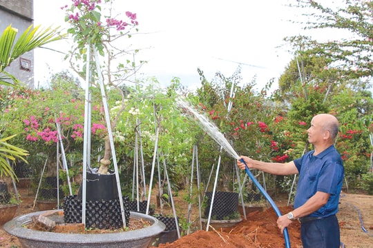 Trái tim hồng trên cao nguyên xanh